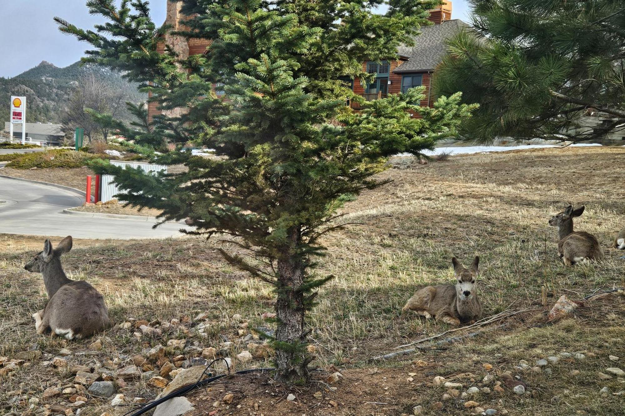 Peaceful Pines In The Rockies Apartamento Estes Park Exterior foto